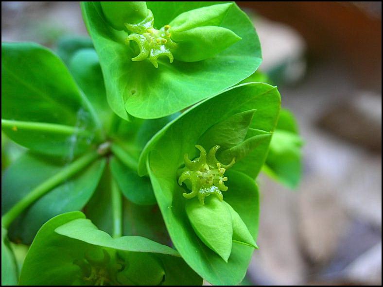 Euphorbia amygdaloides / Euforbia delle faggete